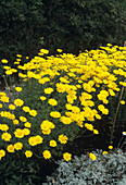 Golden marguerite flowers