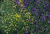 Lavender and lavender cotton flowers