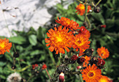 Orange hawkweed flowers