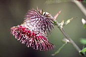 Synurus flower (Synurus deltoides)