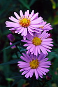 New York aster flowers (Aster sp.)