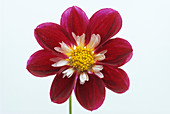 Dahlia 'Mary Eveline' flower