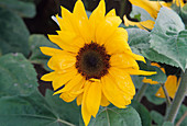 Sunflower 'Elite Sun'