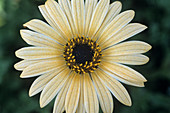 Cape daisy flower (Arctotsis fastuosa)