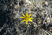 Gazania flower