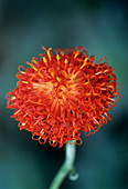Kleinia flower