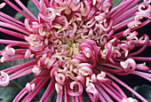 Kudamono chrysanthemum flower