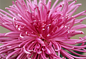 Chrysanthemum 'Pink Splendour'