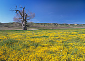 Goldfields flowers,Lasthenia californica