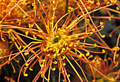 Kudamono chrysthanthemum flower