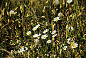 Ox-eye daisy flowers