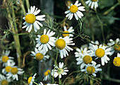 Matricaria chamomile flowers