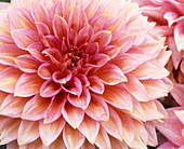 Dahlia 'Jennie' flower