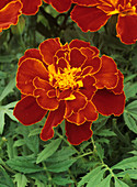 Marigold (Tagetes 'Safari Scarlet')
