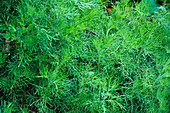Southern wood (Artemisia abrotanum)
