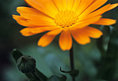 Marigold flower (Calendula officinalis)