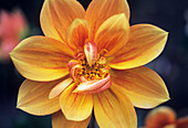 Dwarf hybrid Dahlia flower