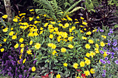 Argyranthemum 'Jamaica Primrose'