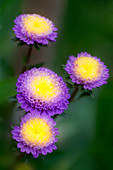 Aster chinensis 'Pompon Splendid'