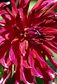 Dahlia (Dahlia cultorum)