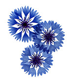 Cornflowers