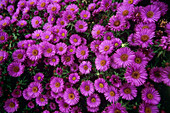 New England aster 'Purple Dome'