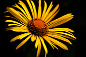 Yellow daisy (Chrysanthemum multicaule)