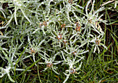 Marsh cudweed (Gnaphalium uliginosum)