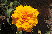 French marigold (Tagetes 'Durango Gold')
