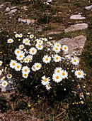 Ox-eye daisy (Leucanthemum vulgare)