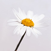 Marguerite daisy