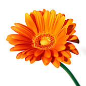 Gerbera (Gerbera sp.)