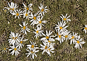 White cushion daisy