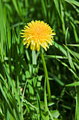 Dandelion (Taraxacum officinale)