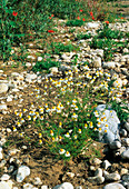 German chamomile (Matricaria chamomilla)