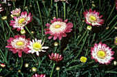 Argyranthemum frutescens