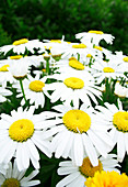 Common daisies (Bellis perennis)