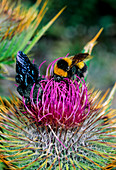 Wooly thistle (Cirsium eriophorum)