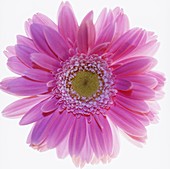 Gerbera flower (Gerbera sp.)