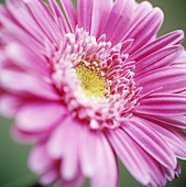 Gerbera flower (Gerbera sp.)
