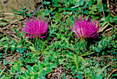 Dwarf thistles (Cirsium acaule)