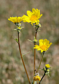 Hairy desert sunflower (Geraea canescens)