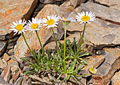 Stalked fleabane (Erigeron algidus)