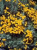 Santolina chamaecyparissus var. corsica