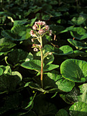 Winter heliotrope (Petasites fragrans)