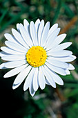 Common daisy (Bellis perennis)