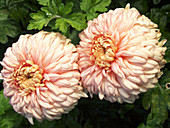 Chrysanthemum 'John Wingfield')