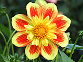 Dahlia flower (Dahlia 'Pooh')