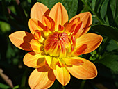 Dahlia flower (Dahlia 'Charlie Dimmock')