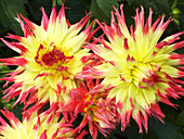 Dahlia flowers (Dahlia 'My Beverley')